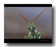 Mantis / Gottesanbeterin
