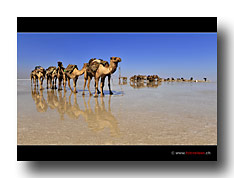 Wüste Danakil
