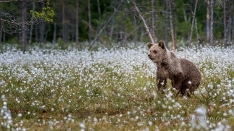 Bär im Wollgras