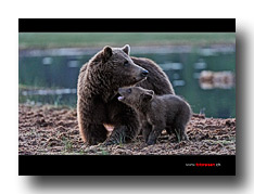 Bärenmutter mit jungem Bär