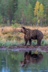 Ca. 4 jähriger Braunbär