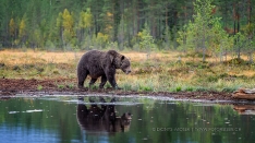 Grosser Bär am See