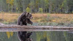 Grosser Bär am Holzstamm
