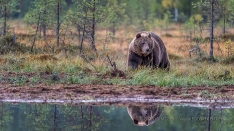 Grosser Bär am Pond