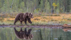 Grosser Bär am Pond