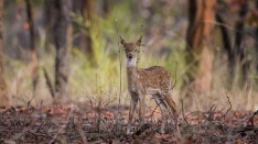 Bambi