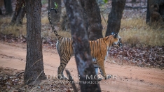 Tigerin markiert