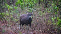 Gaur