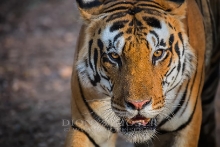 Tiger Portrait