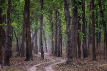 Nationalpark Kanha