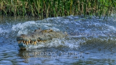 Nil Crocodile_1