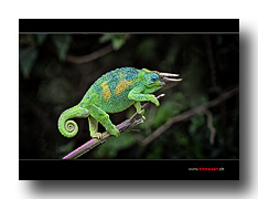 Threehorn-Chameleon - Jackson's Chameleon