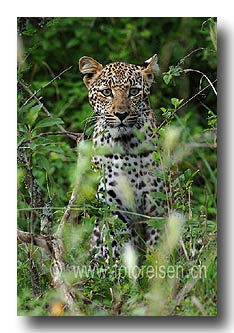 Junger Leopard