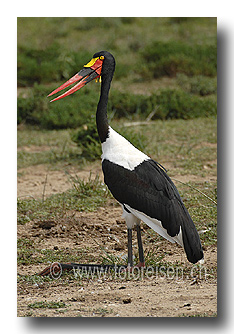 Sattelstorch sitzend
