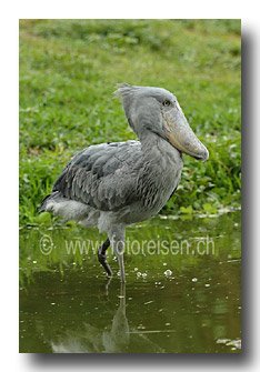 Schnuhschnabel - Shoebill